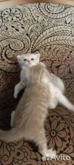 Шотландские котята