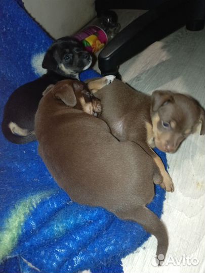 Щенки той терьер