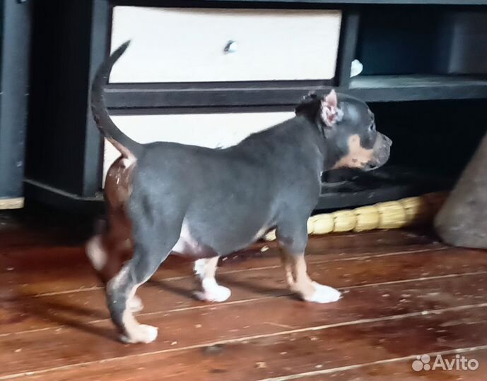 Американский булли, девочки стандарт/классик