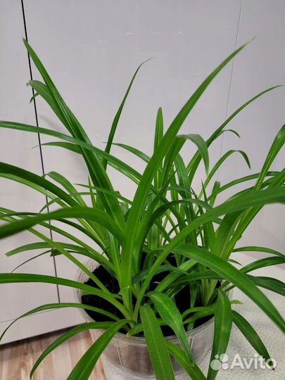 Хлорофитум