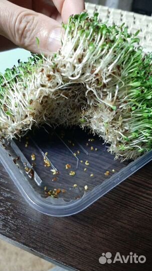 Люцерна семена 100гр