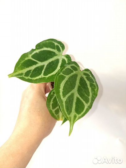 Anthurium Crystallinum (cultivar)