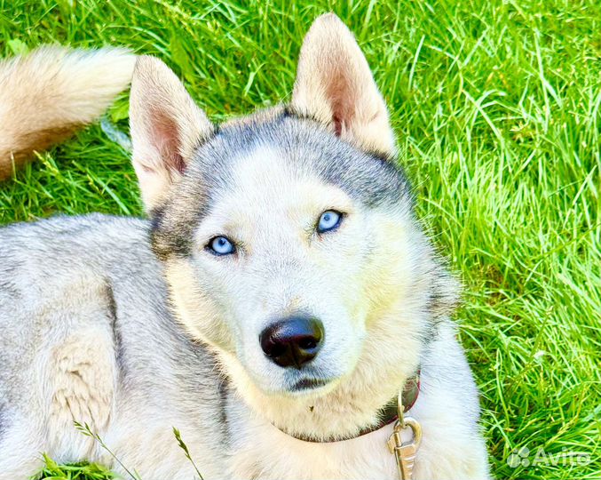 Хаски в добрые руки