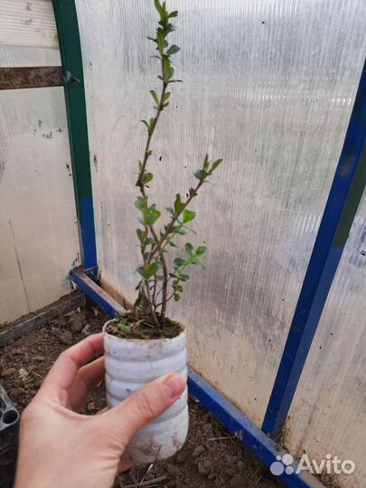 Айва японская