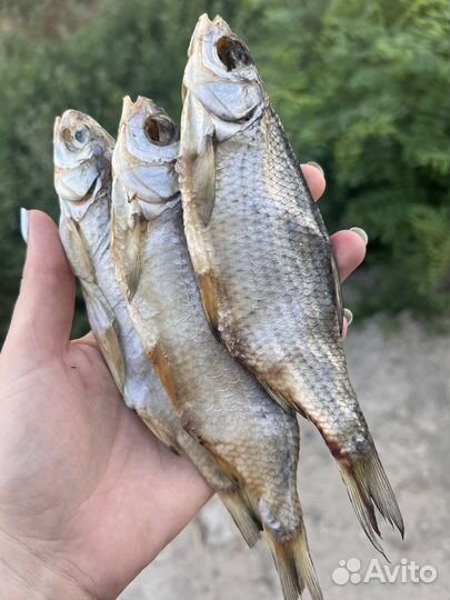 Астраханская вобла