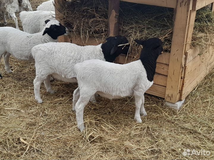 Баранчики Дорпер