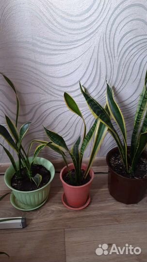 Сансевиерия Лауренти