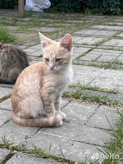 Очаровательные котята в любящие руки