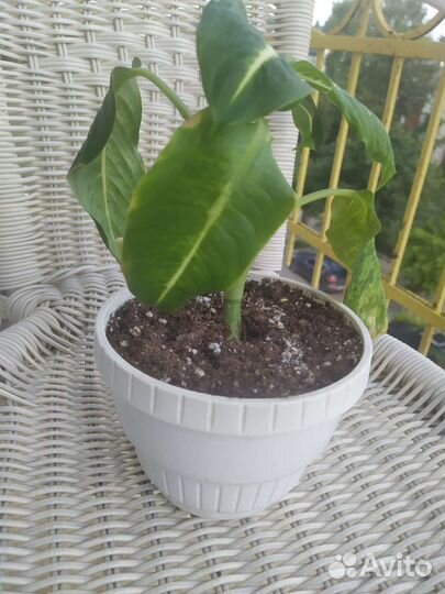 Комнатные цветы