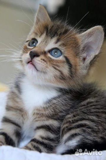 Милые котята мышеловы