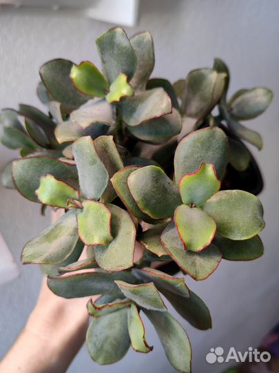 Крассула Red border(Красная кайма)