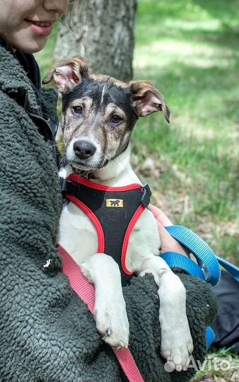 Щенок 6 месяцев ищет дом