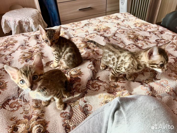 Бенгальские котята