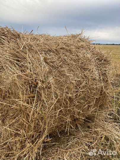 Сено в рулонах луговое,суданка, просянка