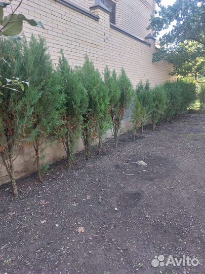 Продаются туи