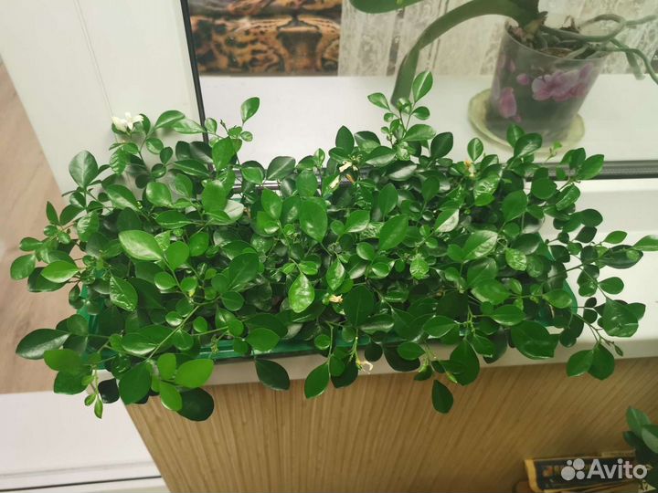 Мурайя Подарок к праздникам