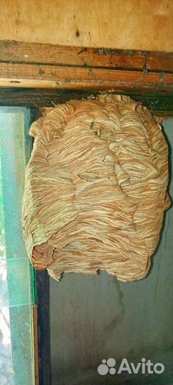 Гнездо шершней