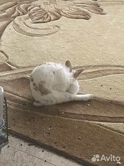 Вязка кроликов