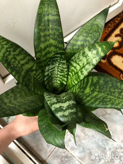 Сансевиерия сортовые