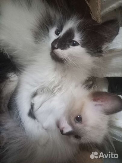 Коты невская маскарадная