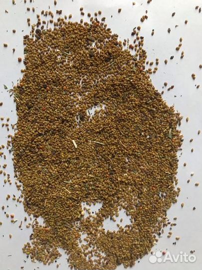 Семена люцерны