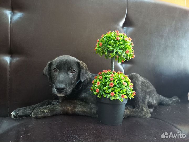 Щенулька мальчик