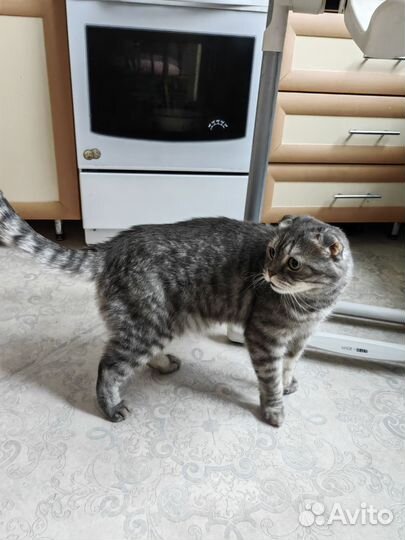 Британский кот
