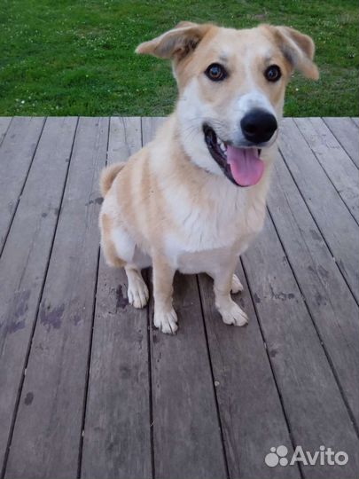 Девочка метис