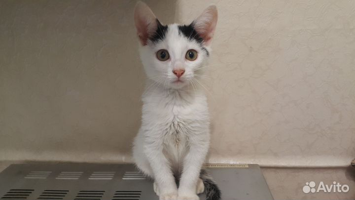 Отдам котят 2,5месяца