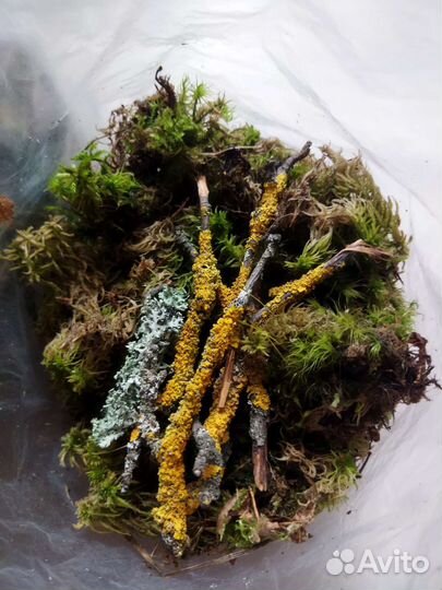 Палочки с лишайником, живой мох, цетрария, ягель