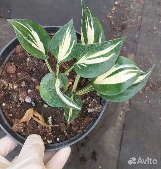 Хосты разные