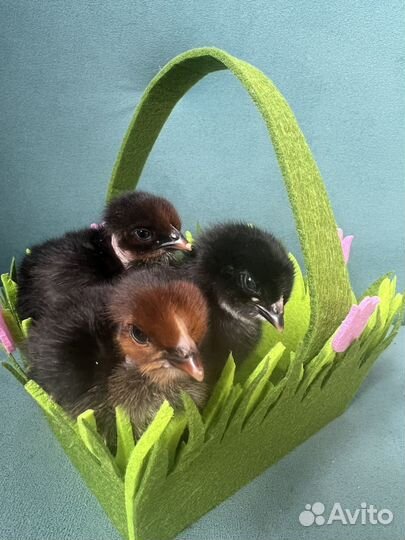 Продам цыплят