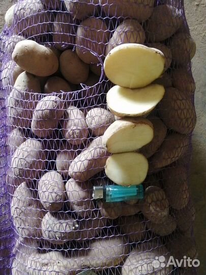 Картофель 2023