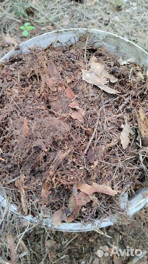 Сосновый опад