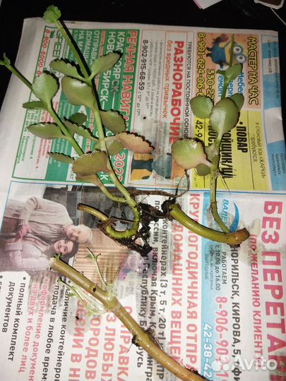 Черенки, каланхоэ цветущий