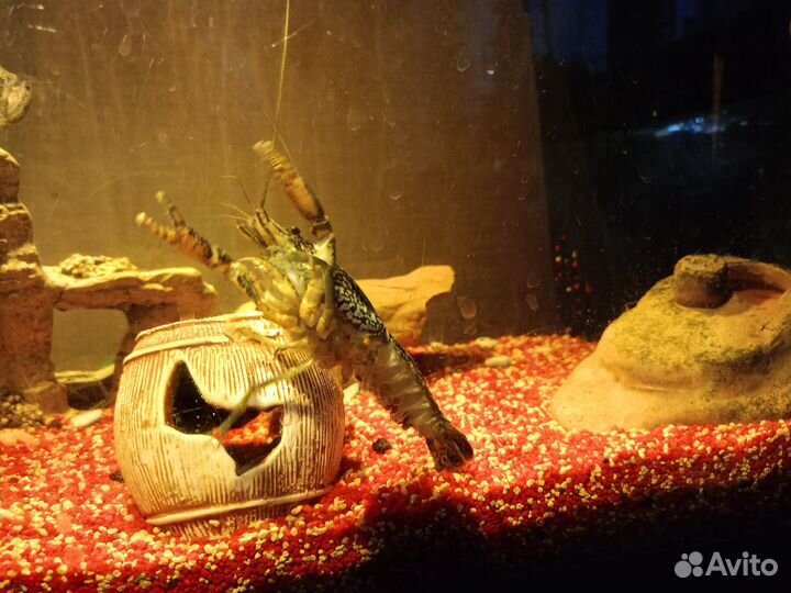 Мраморные раки, улитки ампулярии