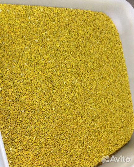 Пыльца пчелинная Свежая 2023 г