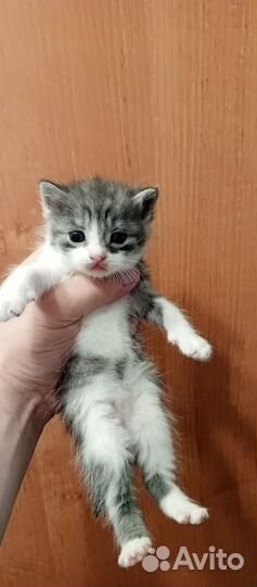 Кошки