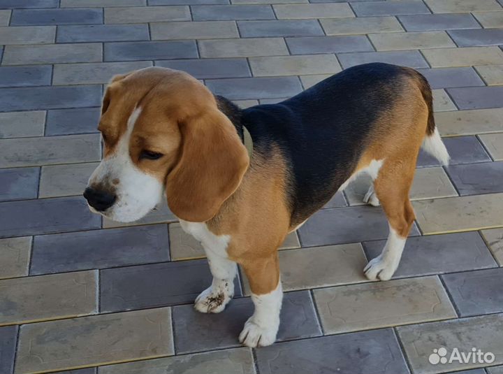 Бигль кобель вязка