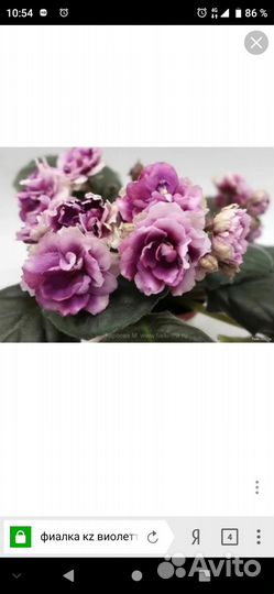 Фиалка детка