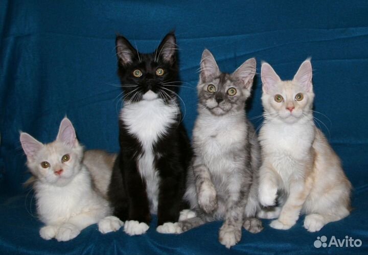 Малыши мейн-кун с документами