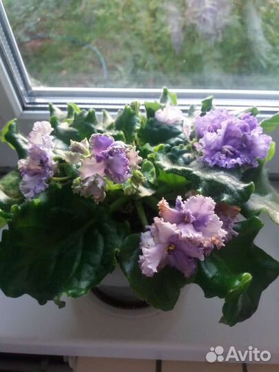 Фиалка в горшках