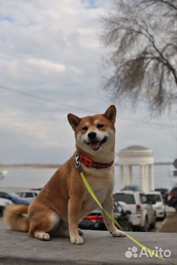 Сиба-ину, кобель для вязки