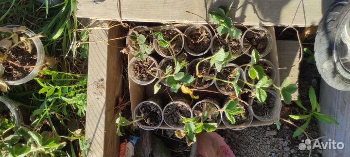 Сортовая клубника