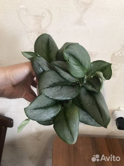 Сциндапсус мунлайт