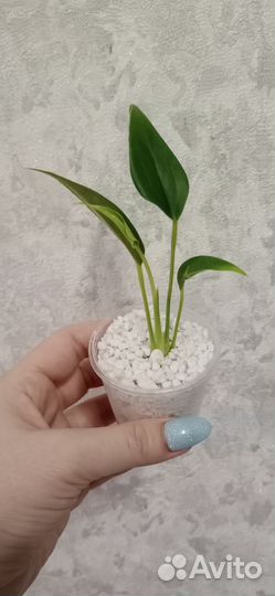 Антуриум сортовой