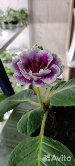 Глоксиния ен - Бимбо