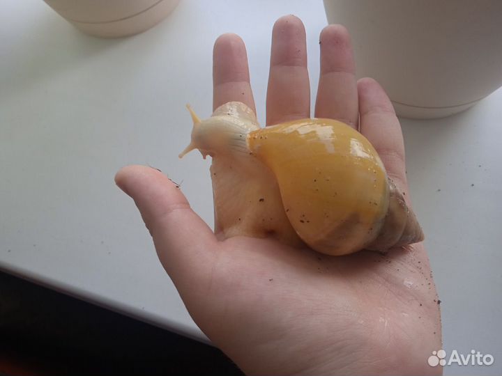 Улитки Ахатины бесплатно