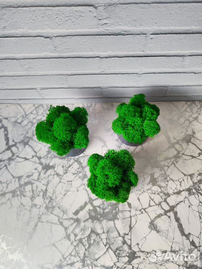 Кашпо со стабилизированным мхом, декор, подарок