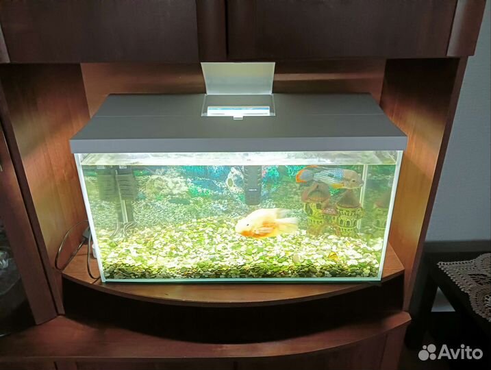 Аквариум с рыбками